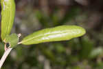 Sand live oak